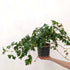 Cissus rhombifolia 'Ellen Danica' (Grape Ivy) - 14cm pot